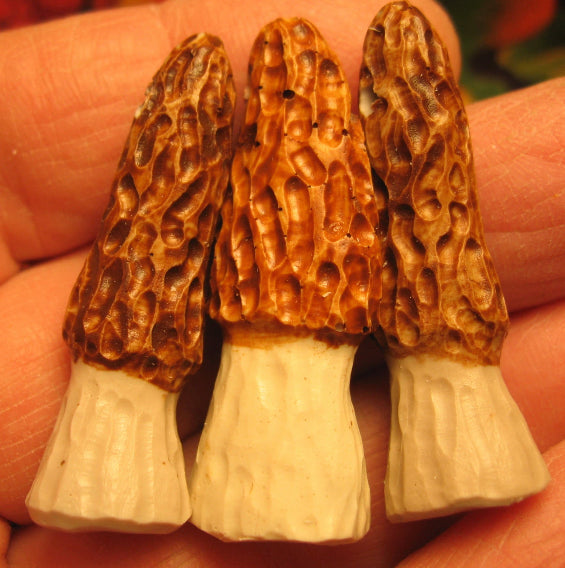 P4445  THREE (3) Hand Crafted from Antler Morel Pendants